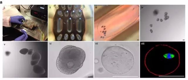 1490841710150439.jpg 20170329134816737.jpg