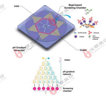 微流控濃度梯度芯片在高通量藥物篩選領域應用 微流控濃度梯度芯片在高通量藥物篩選領域應用