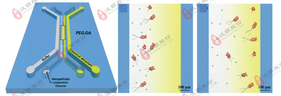 微流控濃度梯度芯片在模式生物趨化領域應用 微流控濃度梯度芯片在模式生物趨化領域應用