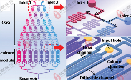 微流控濃度梯度芯片在化學因子毒性評價領域應用 微流控濃度梯度芯片在化學因子毒性評價領域應用