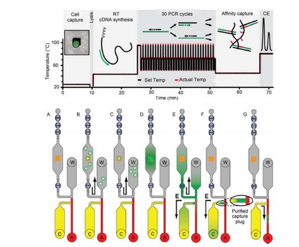 集成微流控芯片對單細胞中基因表達量的全集成分析過程示意圖[21] A~C: 單細胞被捕獲在微金“島嶼”上; D, E: 細胞被裂解, mRNA 逆轉錄合成 cDNA, PCR 擴增; F: 一段親和柱有效富集目標基因片段; G: 目標 基因片段電泳分離與檢測. 全過程在 80 min 之內完成