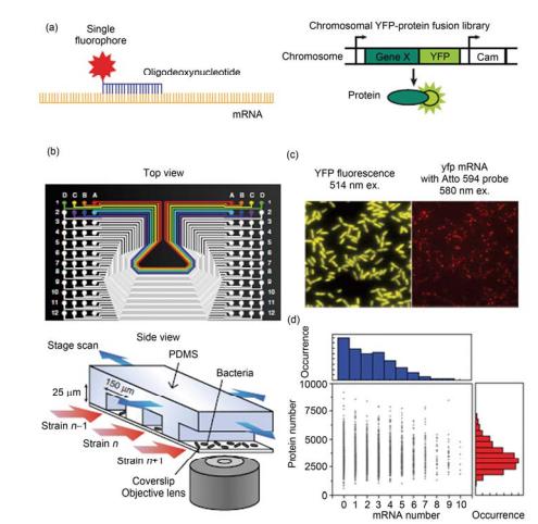 集成微流控芯片用于分析單個細胞中的單分子水平的 mRNA 和蛋白質表達[25] (a) 熒光標記的寡聚脫氧核糖標記單個 mRNA 分子, 黃色熒光蛋白融合的基因標記表達后的蛋白分子; (b) 芯片俯視圖和實驗裝置示意圖; (c) YFP 在細胞中的表達, 顯示出被轉錄和翻譯的基因; 與該基因對應的 mRNA 被轉錄; (d) 在某時刻時的 mRNA 轉錄水平和對應基因的蛋白 質被翻譯水平關系圖, 表明在該時刻轉錄水平和翻譯水平之間沒有顯著的相關性