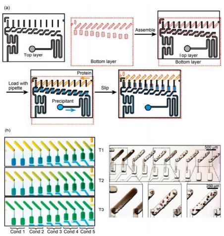 滑動微流控芯片進行蛋白結晶條件篩選實驗[38] (a) 芯片實驗過程示意圖; (b) 不同管道構型和尺寸在實驗過程中控制蛋白結晶反應平衡時間實驗照片