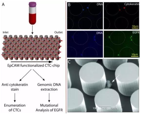 陽性富集—CTCs-Chip 陽性富集—CTCs-Chip