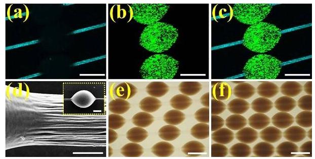 微載體在纖維上可滑動的特性所展示的同一組微纖維上的載體分散、堆疊狀態下的光鏡圖