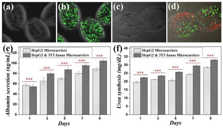 兩組分微載體在細胞共培養方面的研究