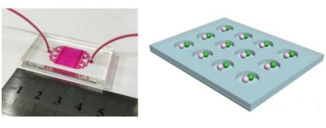 用于單細胞捕捉及配對的微流控芯片示意圖 用于單細胞捕捉及配對的微流控芯片示意圖