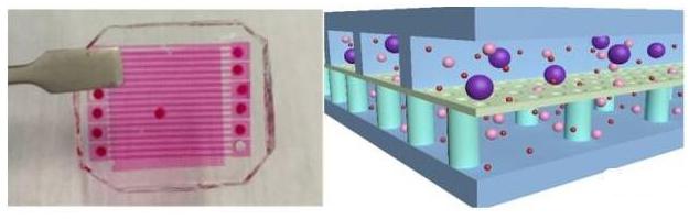 用于循環腫瘤細胞(CTCs)分選-計數的微流控芯片示意圖 用于循環腫瘤細胞(CTCs)分選-計數的微流控芯片示意圖