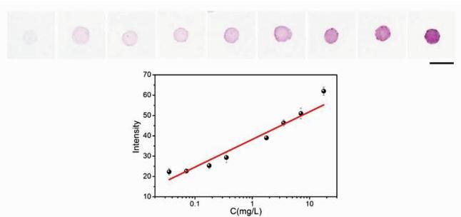 Cr(Ⅵ)離子的定性可視化檢測及定量分析