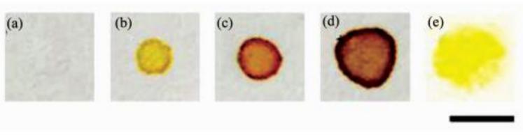 在全氟辛基二氧化硅(a~d)和甲基二氧化硅(e)修飾的疏水表面上進行細菌檢測(a)E.coli +破膜劑, 無CPRG；(b)E.coli + CPRG, 無破膜劑；(c)E.coli +破膜劑+ CPRG；(d)E.coli(2倍用量)+破膜劑(2倍用量) + CPRG；(e)E.coli +破膜劑+ CPRG(標尺=5 mm)