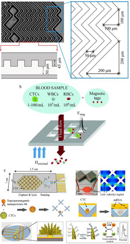 CTCs親和分選裝置(a)魚骨結構微漩渦發生器、(b)抗體標記的磁性粒子捕獲CTCs及(c)速度谷分選芯片、電化學裂解電極、納米結構傳感器的示意圖 CTCs親和分選裝置(a)魚骨結構微漩渦發生器、(b)抗體標記的磁性粒子捕獲CTCs及(c)速度谷分選芯片、電化學裂解電極、納米結構傳感器的示意圖