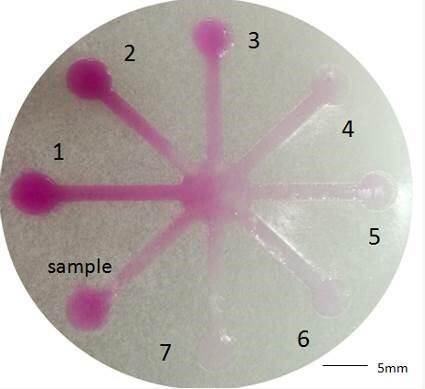 基于微流控技術的紙芯片用于亞硝酸鹽檢測