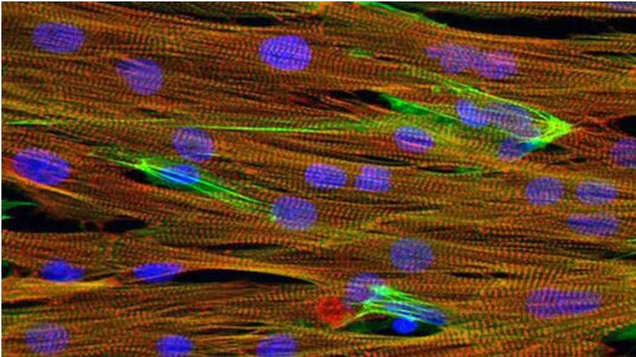 芯片上實(shí)驗(yàn)小白鼠心臟組織的顯微圖像，心肌細(xì)胞（紅色）、細(xì)胞核（藍(lán)色）和肌動(dòng)蛋白（綠色）