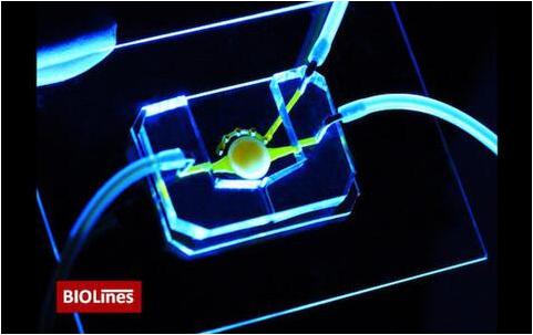 擁有微流控通道（黃色）的眼睛芯片，能夠?qū)I(yíng)養(yǎng)物質(zhì)帶給位于圓形支架中心的細(xì)胞。該團(tuán)隊(duì)還開(kāi)發(fā)了一個(gè)微工程眼瞼，能夠在芯片上模擬眨眼