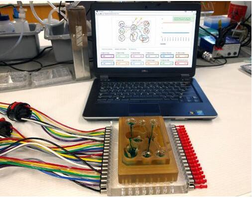 研究人員將多器官平臺(tái)連接到相關(guān)軟件，每個(gè)孔都連接有一個(gè)微型生理系統(tǒng)，如肺、腸道，或中樞神經(jīng)系統(tǒng)，流體流經(jīng)通道以模擬生理心臟輸出