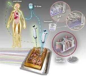 人體芯片的藝術(shù)表現(xiàn)接近于體外生物學(xué)，生物工程設(shè)備培養(yǎng)了許多能夠代表每個(gè)器官最小功能單元的3D組織培養(yǎng)