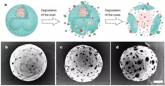 Figure 3 In vitro accumulative CPT and DOX release from GelMa-PLGA core-shell microparticles. (a,c)Drugs release from thin shell (22 μm) microparticles; (b, d) drugs release from thick shell (60 μm) microparticles.(c,d) The first 12 h processes of (a,b), respectively. Error bars represent standard deviations. Figure 3 In vitro accumulative CPT and DOX release from GelMa-PLGA core-shell microparticles. (a,c)Drugs release from thin shell (22 μm) microparticles; (b, d) drugs release from thick shell (60 μm) microparticles.(c,d) The first 12 h processes of (a,b), respectively. Error bars represent standard deviations.