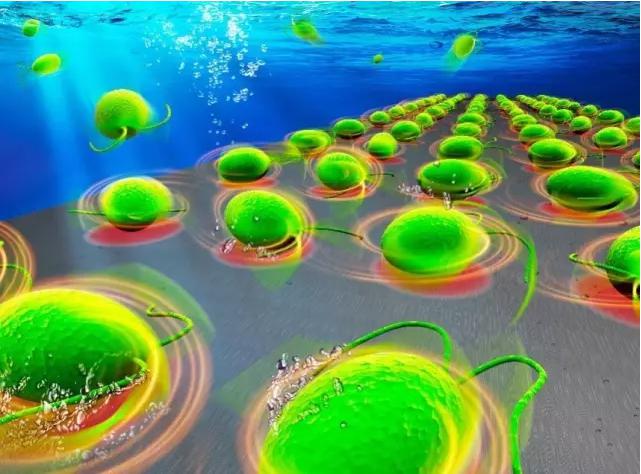 Lab on a Chip封面刊載中科院沈陽自動化所藻類細(xì)胞機(jī)器人的科研成果