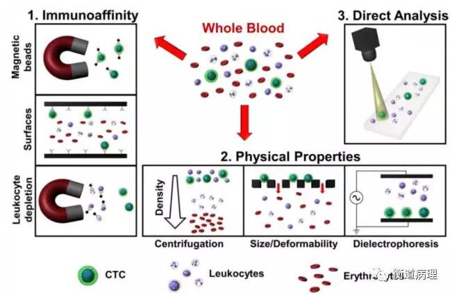 從全血中分離CTC的方法 從全血中分離CTC的方法