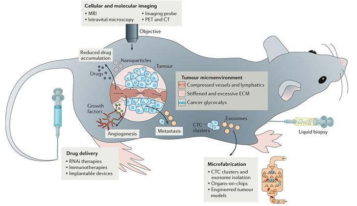 腫瘤學中工程和物理科學概覽。