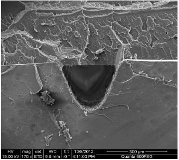 熱壓鍵合后的熱塑性材質微流控芯片橫截面（PMMA-PS材質）