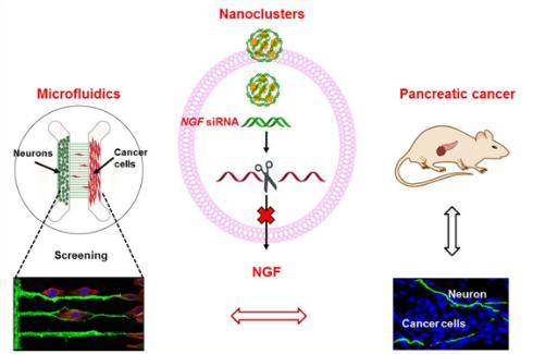 微流控芯片構建神經-腫瘤研究模型，在靶向胰腺的神經微環境、治療胰腺腫瘤的研究中取得重要進展