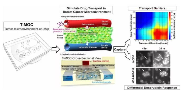 精準(zhǔn)醫(yī)療的有力工具——微流體裝置,模擬癌癥治療與動(dòng)物研究同樣有效 精準(zhǔn)醫(yī)療的有力工具——微流體裝置,模擬癌癥治療與動(dòng)物研究同樣有效