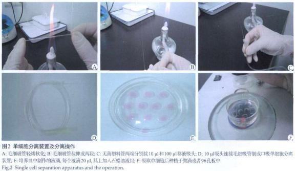 單細胞分離裝置分離操作 單細胞分離裝置分離操作