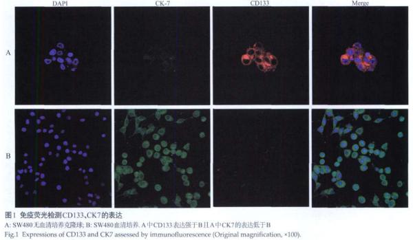 免疫熒光檢測 免疫熒光檢測