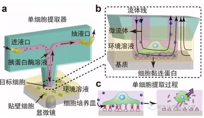 用于單細(xì)胞研究的探針式微流控芯片示意圖及工作原理 用于單細(xì)胞研究的探針式微流控芯片示意圖及工作原理