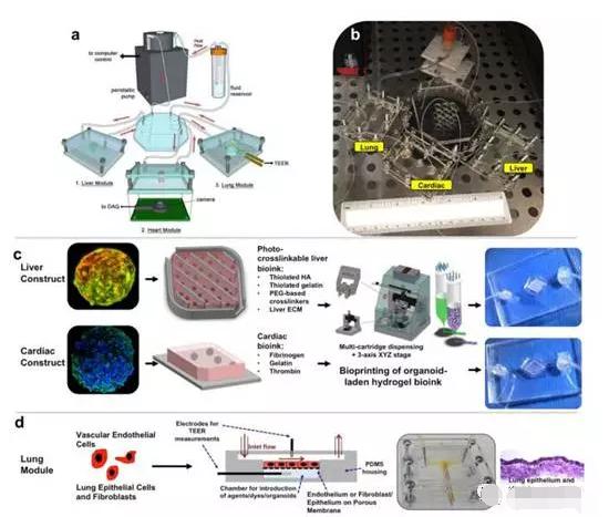 多器官微流控芯片系統
