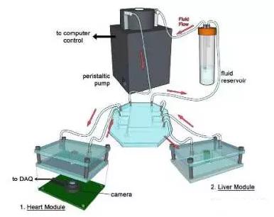 3D打印技術：多器官微流控芯片