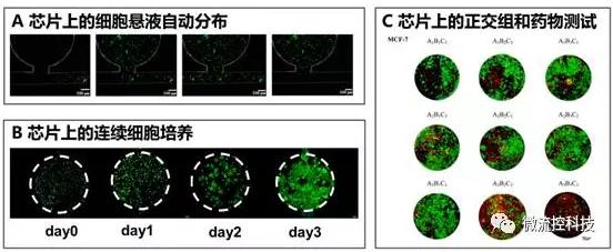 微流控芯片上的細胞懸液自動分布(A),連續細胞培養后仿真腫瘤組織形成(B)以及基于組織陣列的抗腫瘤藥物正交組合測試(C) 微流控芯片上的細胞懸液自動分布(A),連續細胞培養后仿真腫瘤組織形成(B)以及基于組織陣列的抗腫瘤藥物正交組合測試(C)