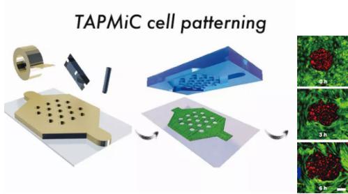 使用膠帶作為微流控芯片模具實現細胞圖案化
