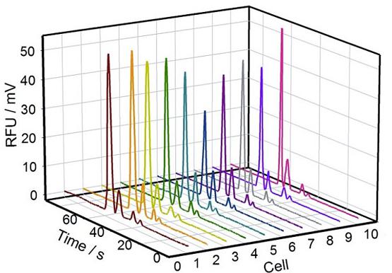圖2. 10組單個PC-12細胞內Na+、K+、Mg2+、Ca2+的電泳譜圖