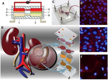 腎芯片結構和實物示意圖及細胞照片