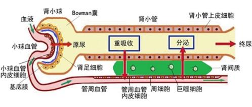 腎單位的生理結構和血液凈化生理學的過程圖示