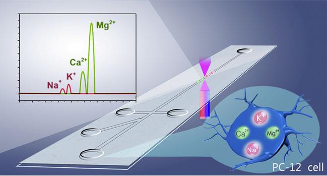 圖1. 基于微流控系統的單個PC-12細胞內Na+、K+、Mg2+、Ca2+的同時測定原理圖