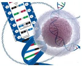 單細(xì)胞測序(SCS)技術(shù)介紹及應(yīng)用 單細(xì)胞測序(SCS)技術(shù)介紹及應(yīng)用