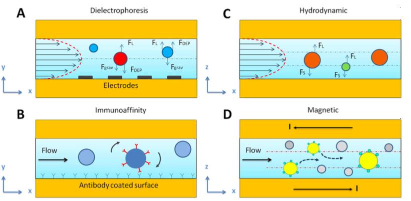 基于內部和外部的不同特征，使用微流體技術分離不同的EV群體
