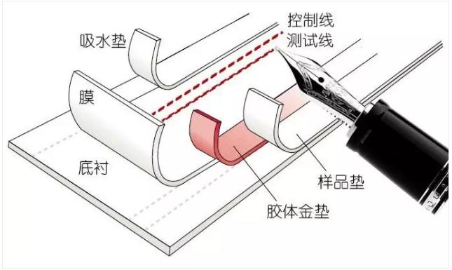 圖2&nbsp;免疫層析產品的制造過程