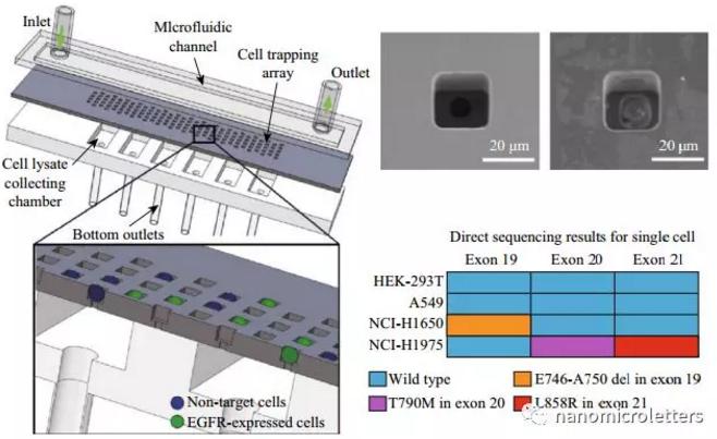 微流控芯片的醫學應用：單細胞識別和檢測突變表皮生長因子受體（EGFR）