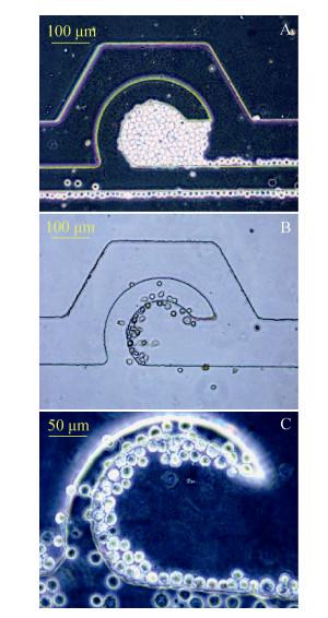 圖5 不同流速控制下細胞進樣圖像