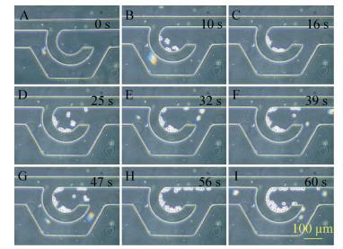 圖6 細胞導入過程圖
