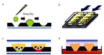 圖1質(zhì)粒轉(zhuǎn)化過程