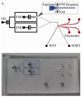 圖2微流控芯片設計示意圖(A)及實物圖(B)