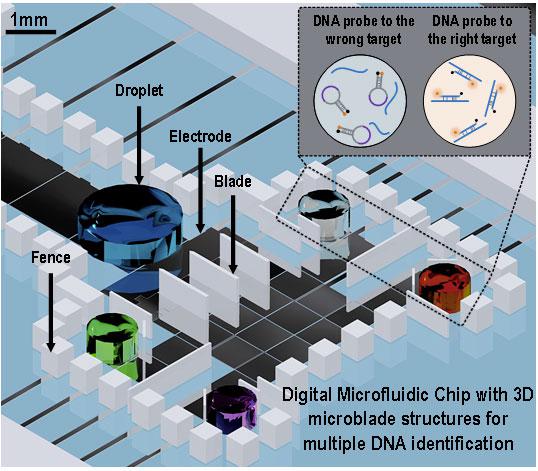 三維微結(jié)構(gòu)的數(shù)字微流芯片用于并行多種DNA分析 三維微結(jié)構(gòu)的數(shù)字微流芯片用于并行多種DNA分析