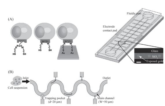 圖6單細(xì)胞捕獲示意圖