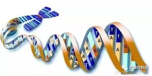 核酸分離與測序