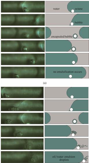 圖8超聲微反應器內的空化致乳效應